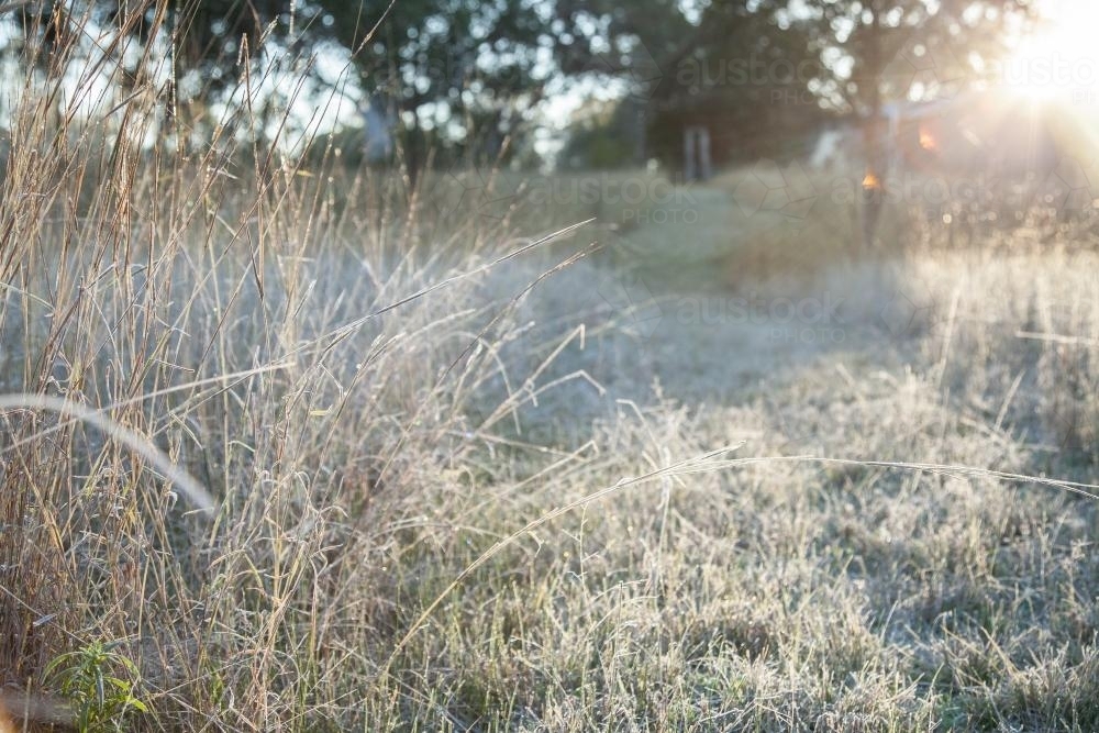 Morning sunlight shining off frost covered grass - Australian Stock Image