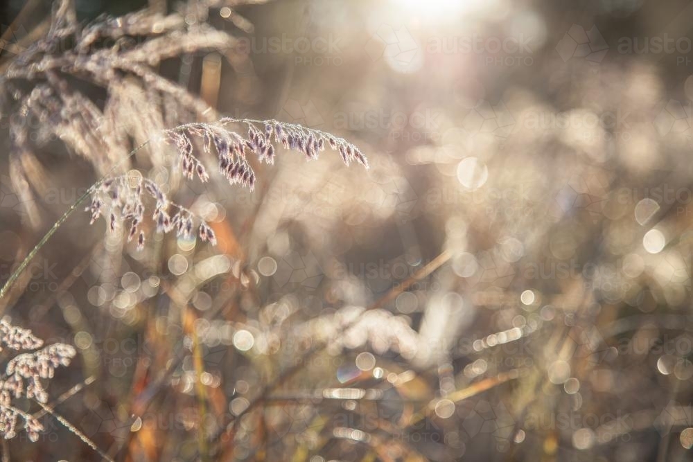Morning sunlight shining on a fluffy grass head - Australian Stock Image