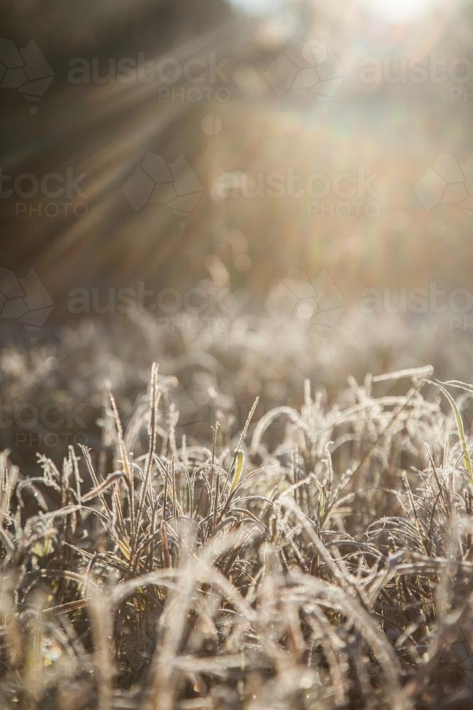 Morning sunlight shining on frost covered grass - Australian Stock Image