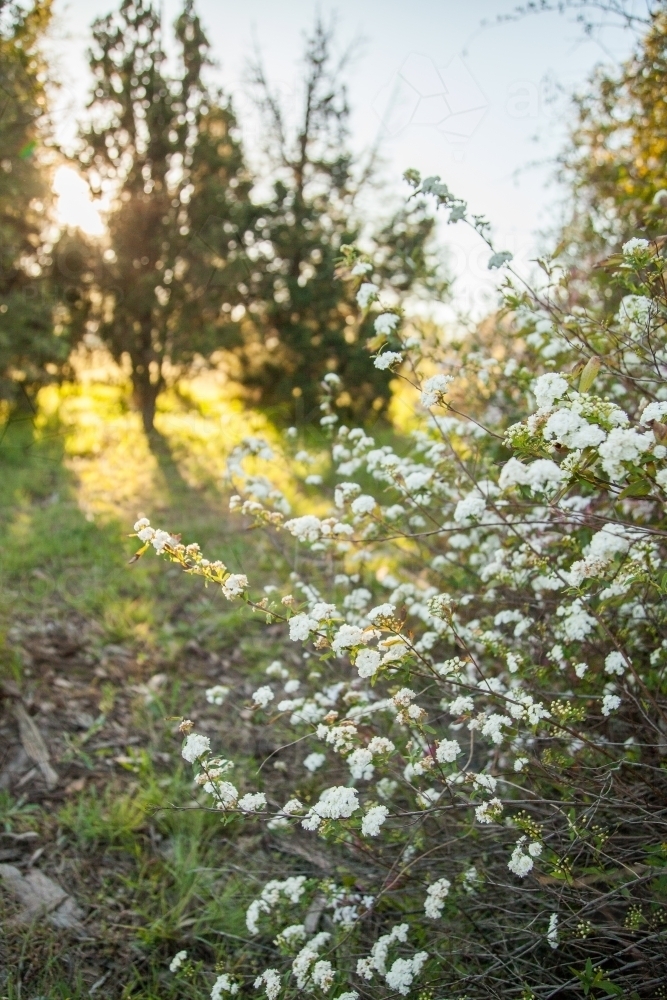 Morning sunlight shining on may bush in the garden - Australian Stock Image