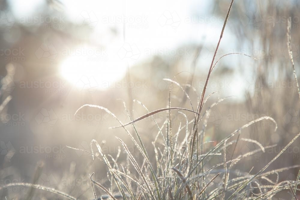 Morning sunlight shining silver off frost covered grass - Australian Stock Image