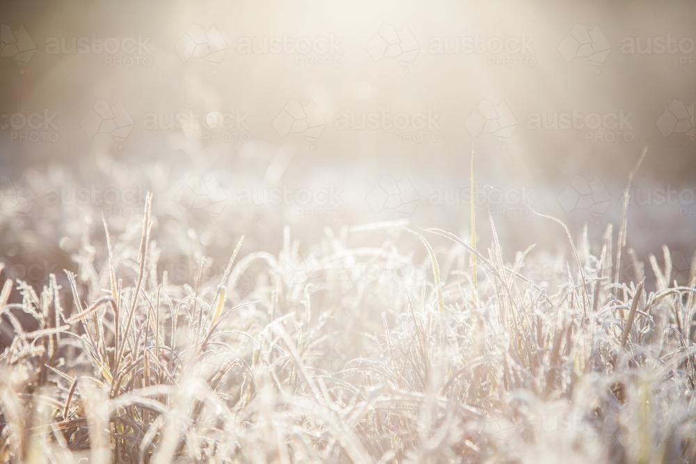 Morning sunlight shining silver on frost covered grass - Australian Stock Image