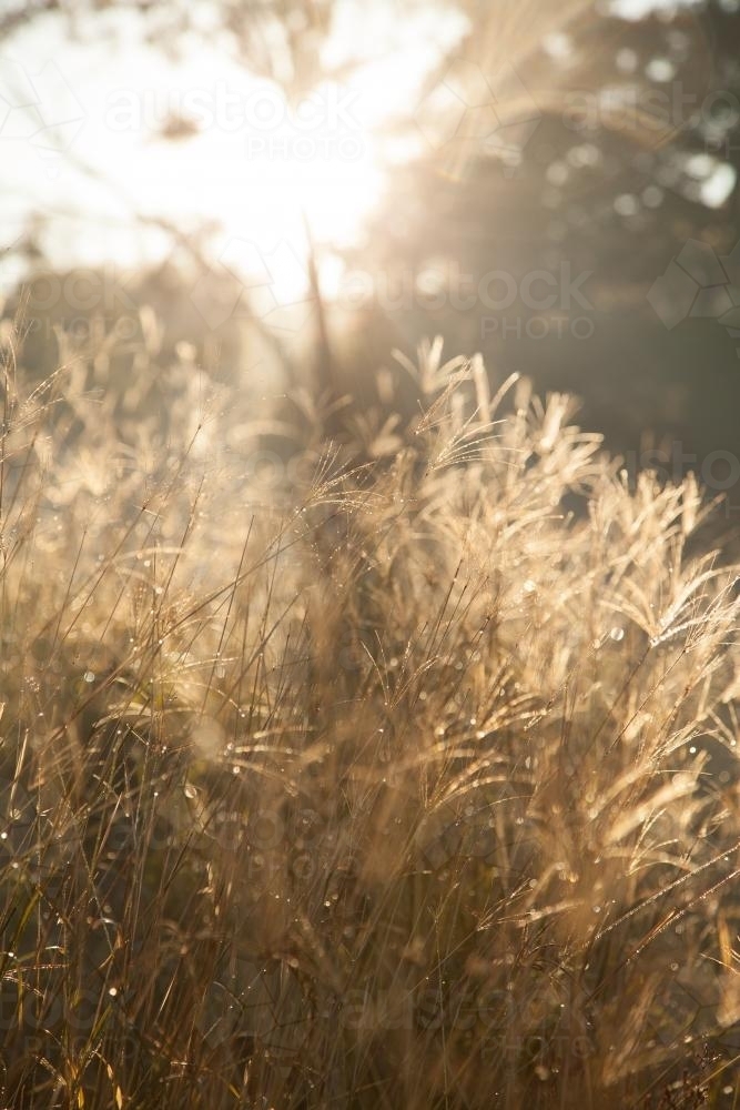 Morning sunlight shining through wet grass - Australian Stock Image