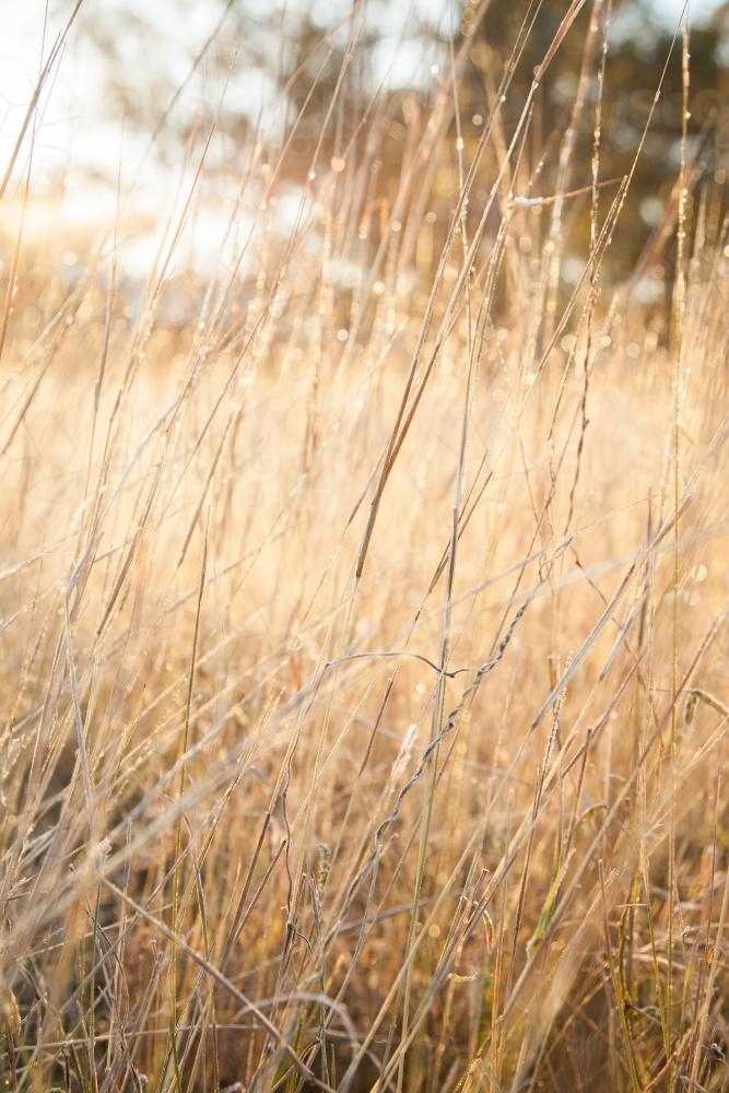 Morning sunlight shining through wet grass - Australian Stock Image