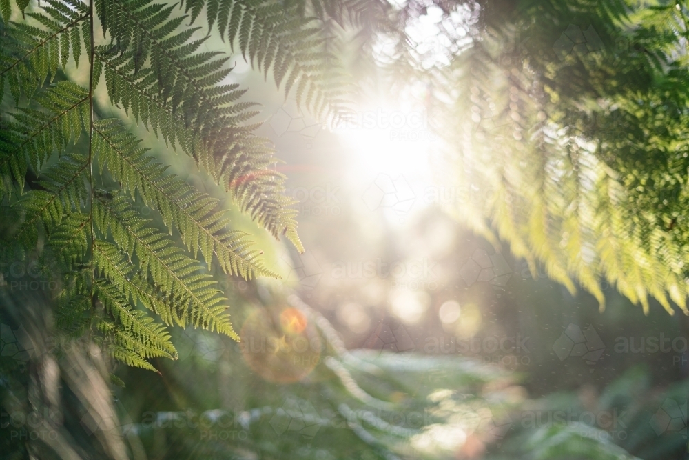 Morning sunlight through a Fern Tree - Australian Stock Image