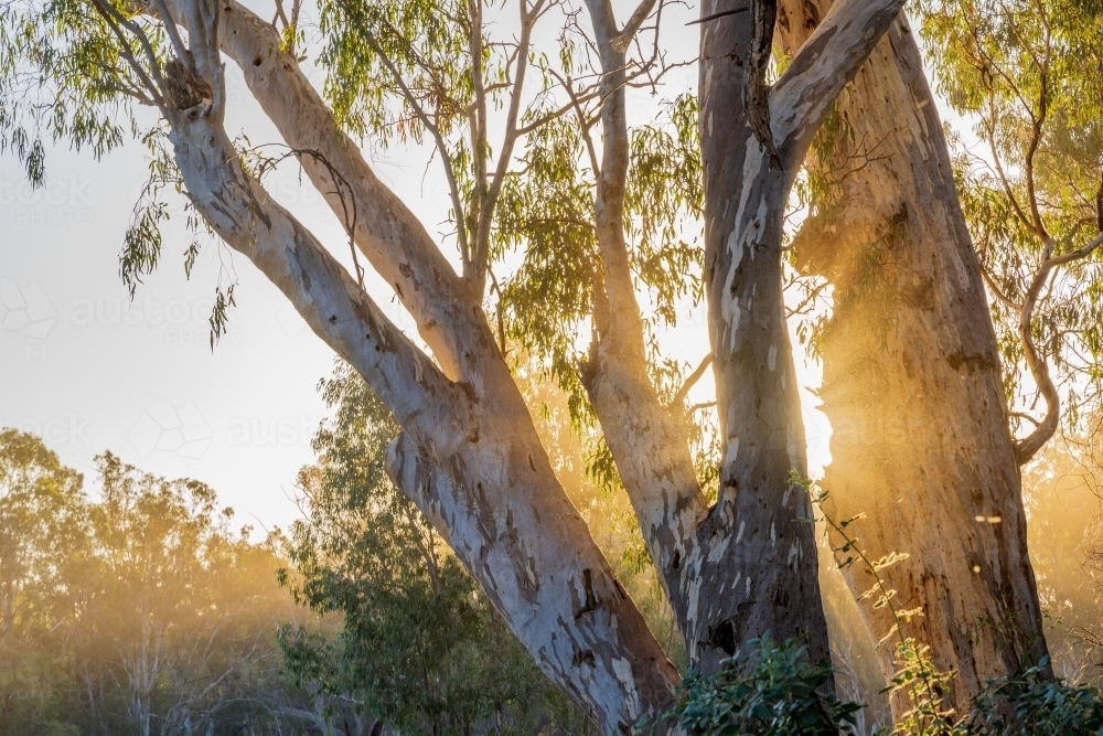 Morning sunshine breaking through high branches of gum trees - Australian Stock Image