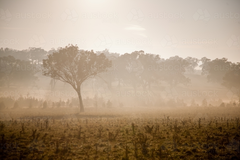 Morning sunshine, fog and eucalyptus trees in a paddock - Australian Stock Image
