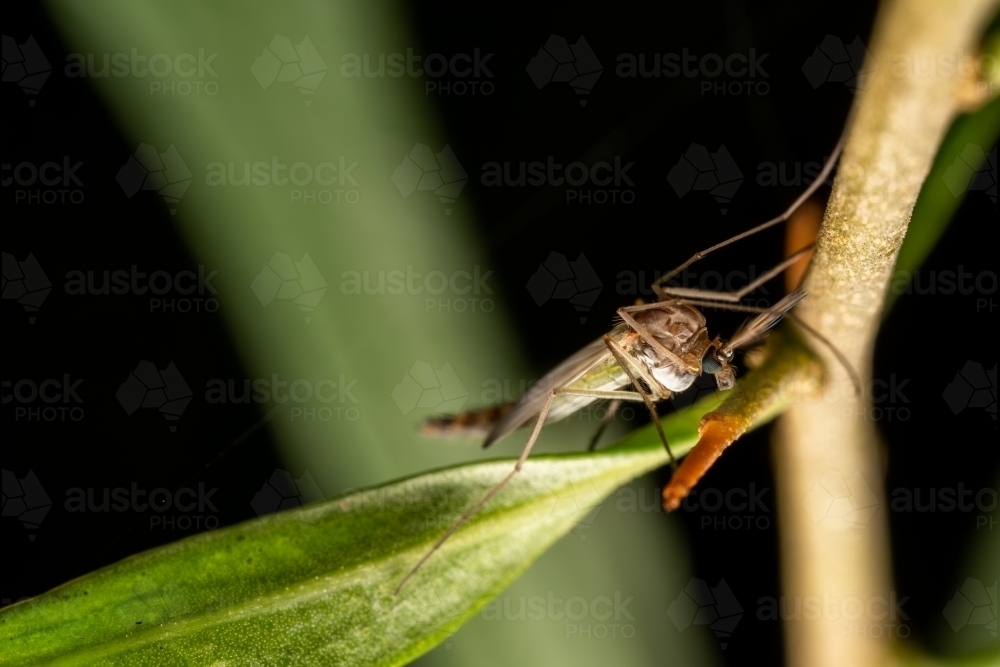Mosquito - Australian Stock Image