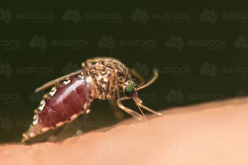Mosquito filling up with blood on a persons arm - Australian Stock Image