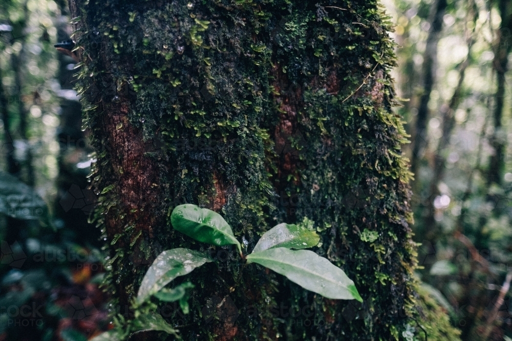 Moss and leaves on trunk of tree in Mossman Gorge - Australian Stock Image