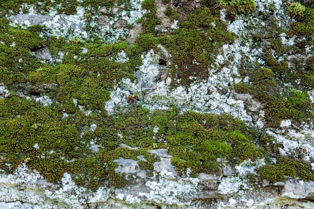 Moss and lichen of rock face - Australian Stock Image
