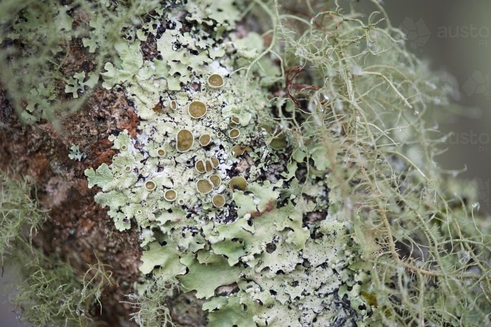moss and lichen on tree trunk - Australian Stock Image