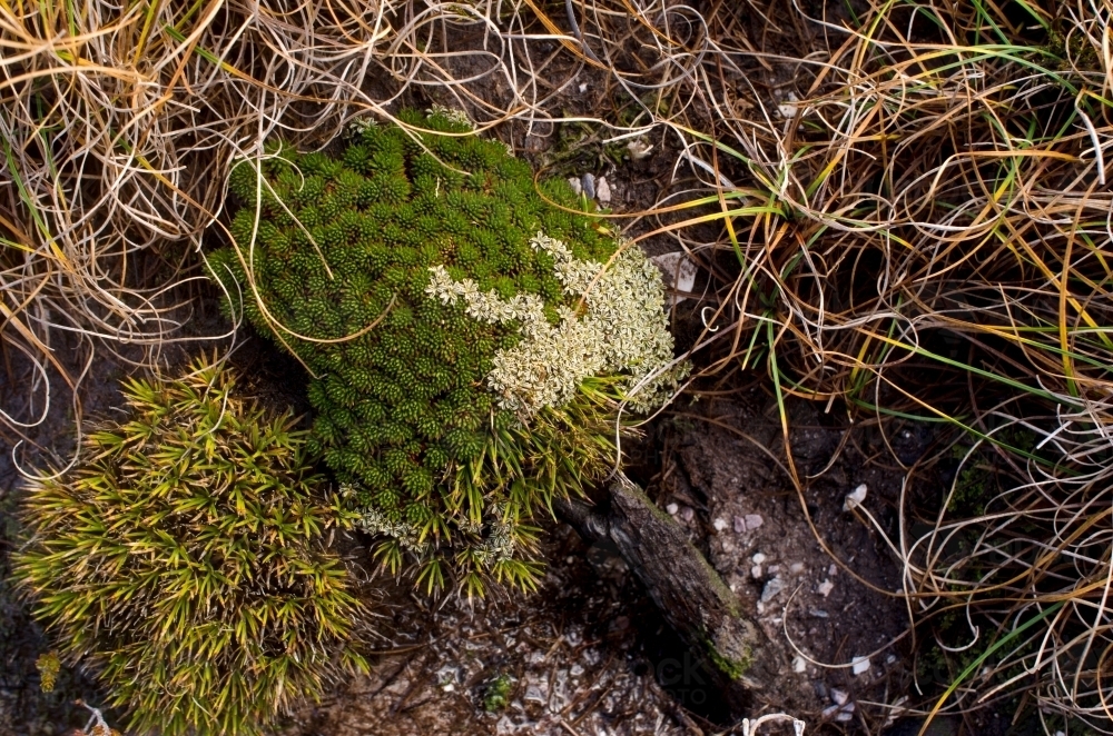 Moss and plants growing together - Australian Stock Image