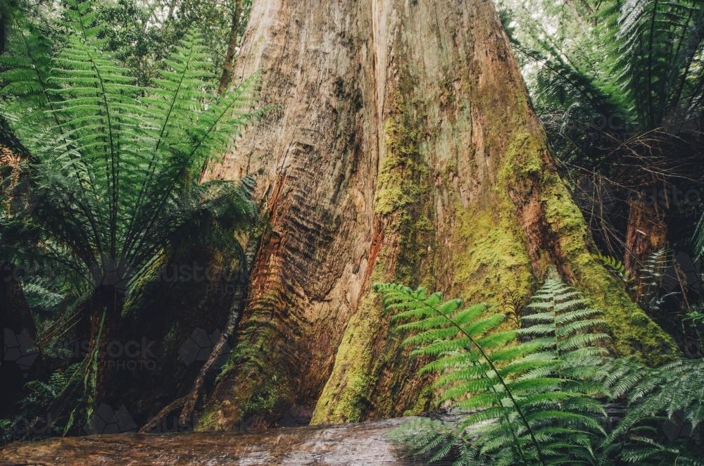 Moss covered bottom of a massive tree trunk in rainforest - Australian Stock Image