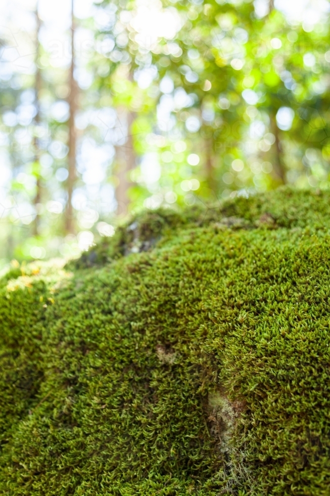 Moss covered boulder in forest - Australian Stock Image