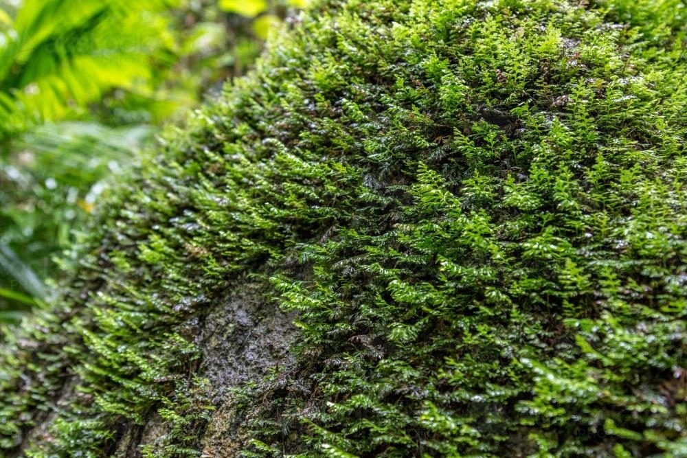 Moss covered log - Australian Stock Image