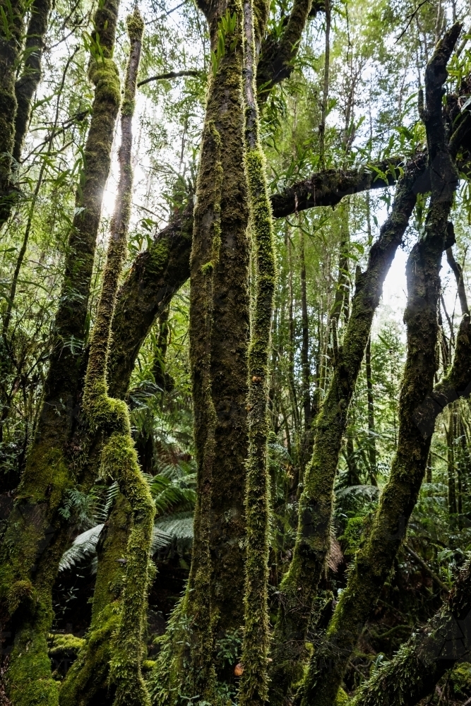 Moss covered rainforest trees and vines - Australian Stock Image