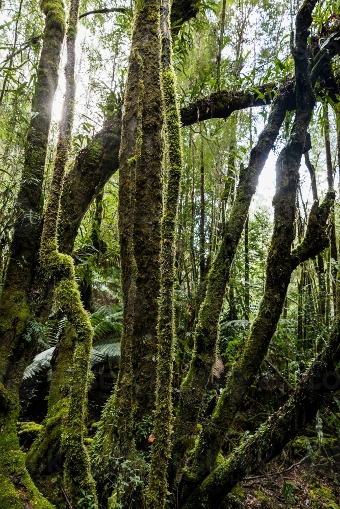Moss covered rainforest trees and vines - Australian Stock Image