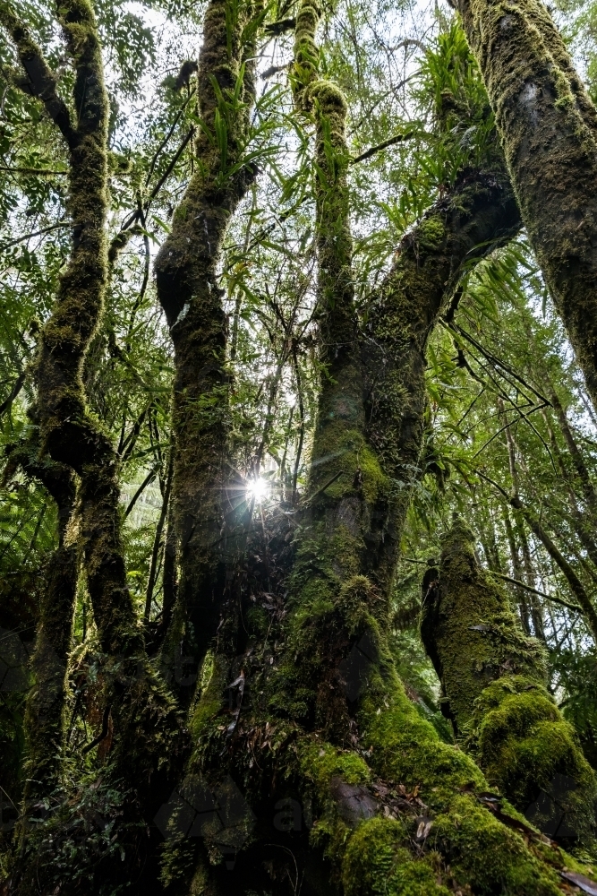 Moss covered rainforest trees and vines - Australian Stock Image