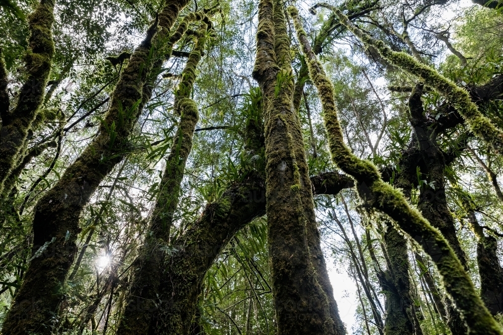 Moss covered rainforest trees and vines - Australian Stock Image