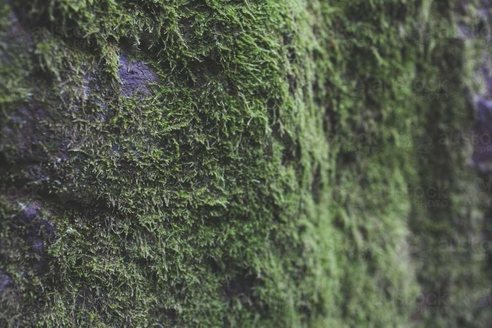 Moss covered rock face - Australian Stock Image
