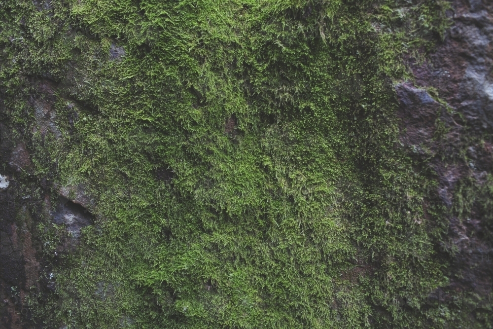 Moss covered rock face - Australian Stock Image