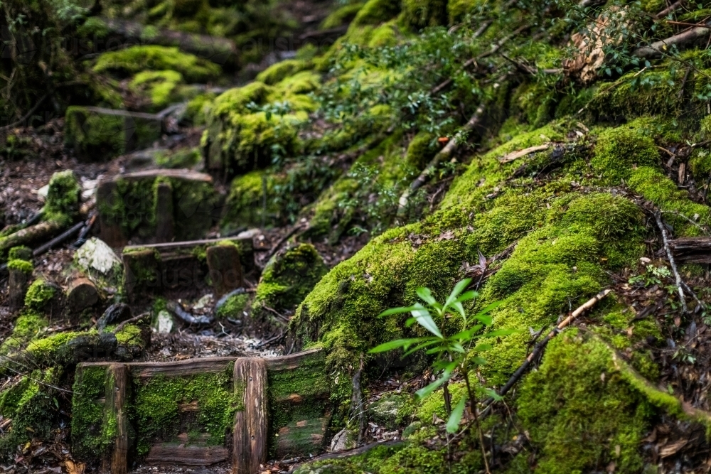Moss covered timber steps - Australian Stock Image