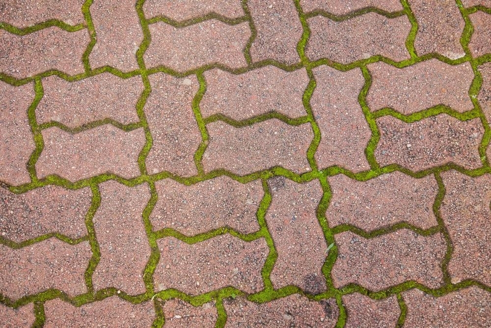 Moss growing between crazy shapes of old bricks - Australian Stock Image