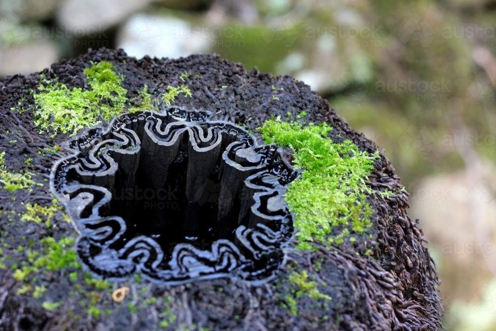 Moss growing on base of fern - Australian Stock Image