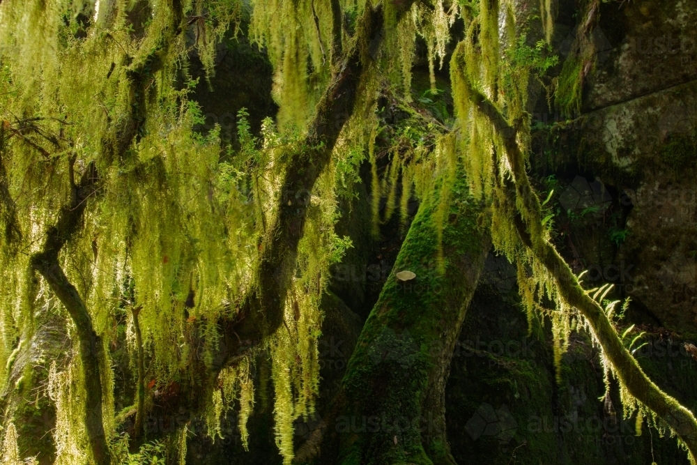 Moss growing on branches - Australian Stock Image