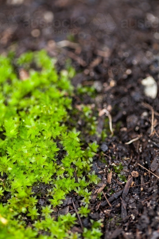 Moss in potting mix soil close up - Australian Stock Image