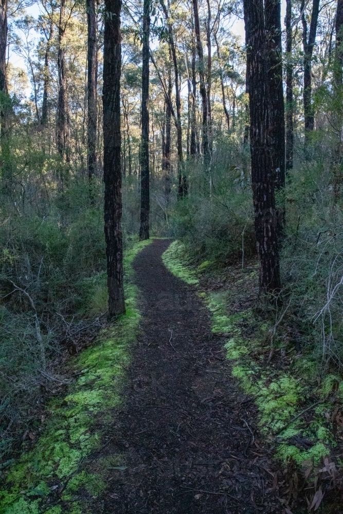 Moss lined path in forest - Australian Stock Image