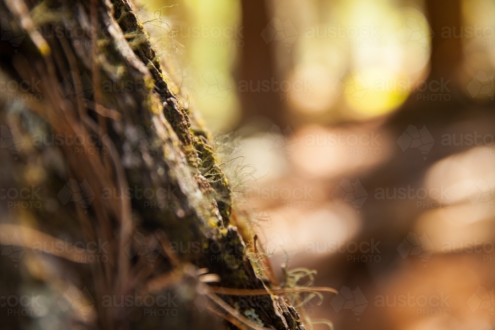 Moss on a pine tree - Australian Stock Image