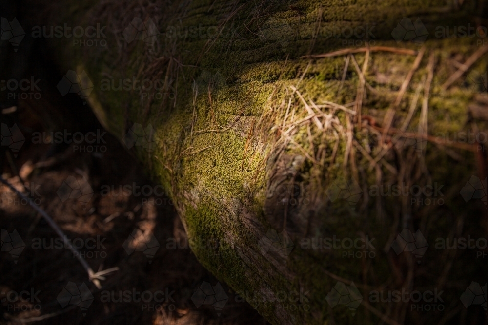 Moss on fallen pine tree - Australian Stock Image
