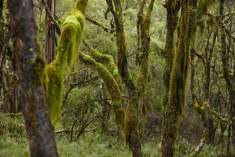 Moss on old growth trees - Australian Stock Image