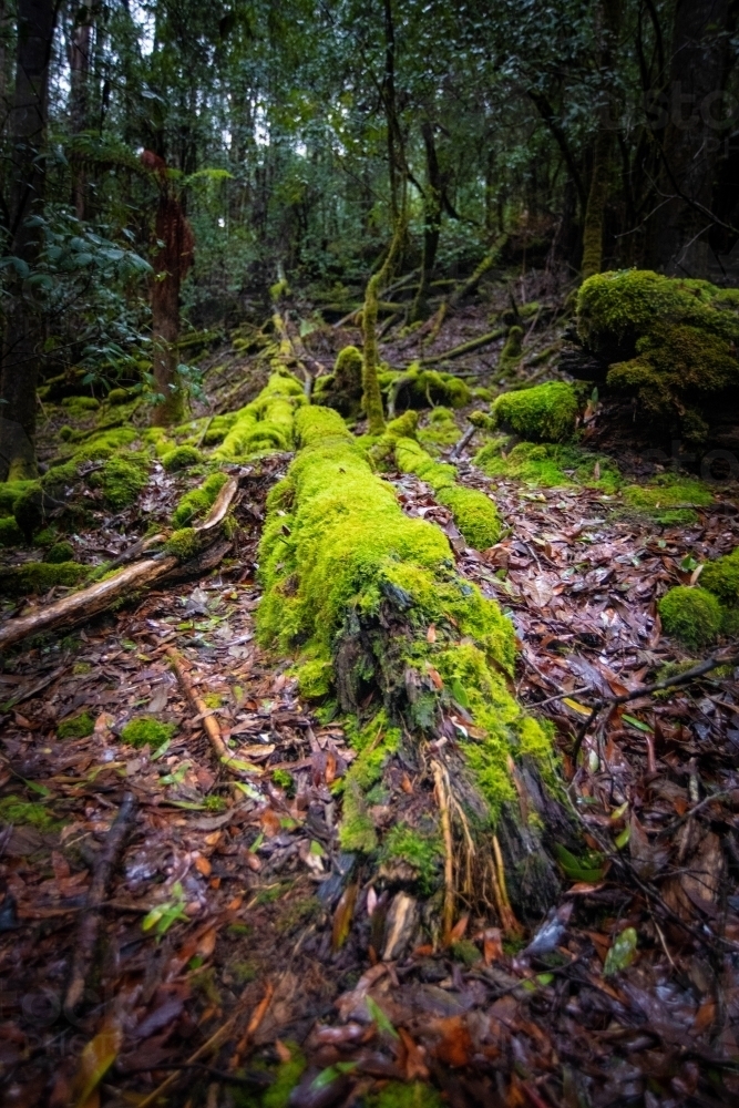 Moss on tree during a wet rainy afternoon in a rainforest - Australian Stock Image