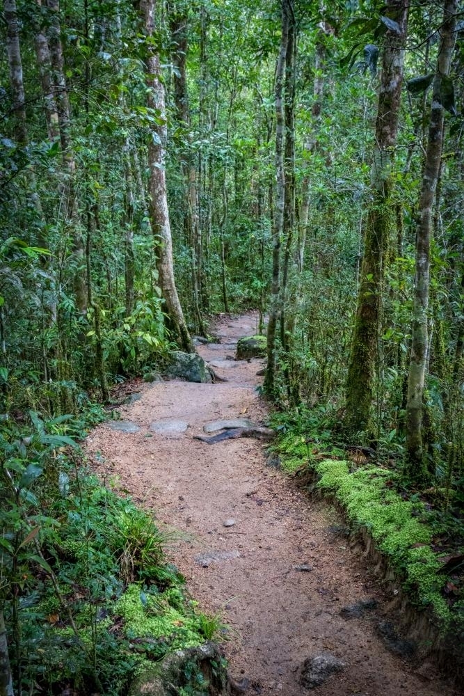 Mossman Rainforest Trail - Australian Stock Image