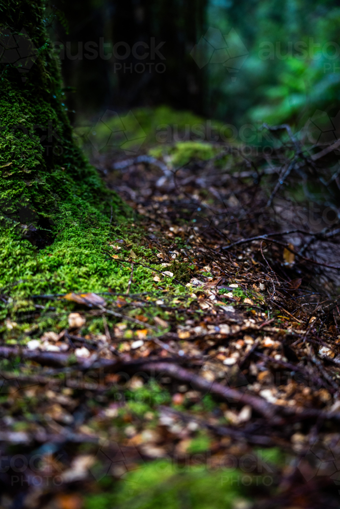 Mossy detail on Montezuma Falls trail - Australian Stock Image