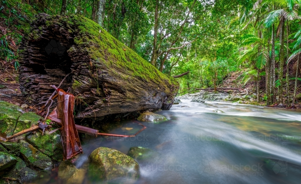 Mossy log in stream - Australian Stock Image