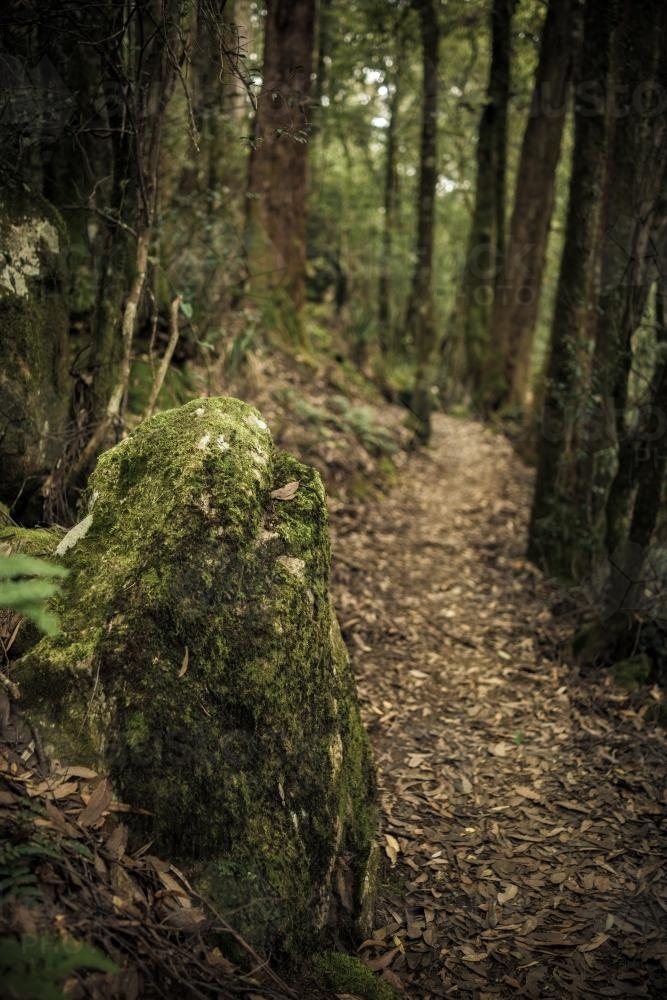 Mossy rock with leaf strewn bush track in background in National Park - Australian Stock Image