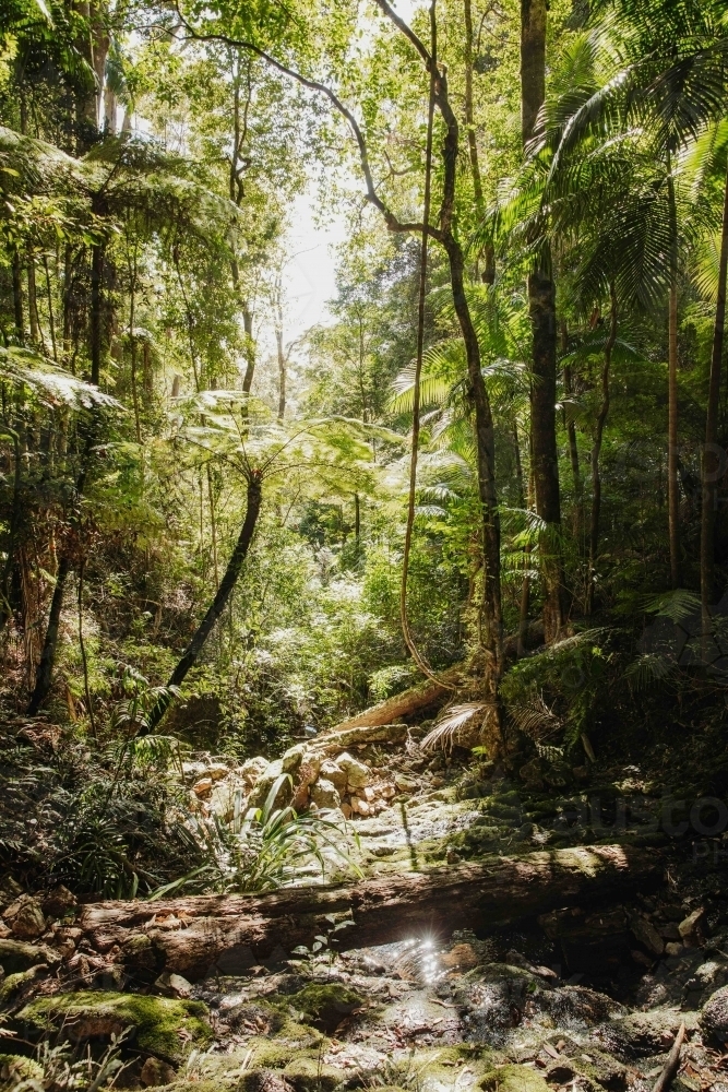 Mossy sunlit forest - Australian Stock Image