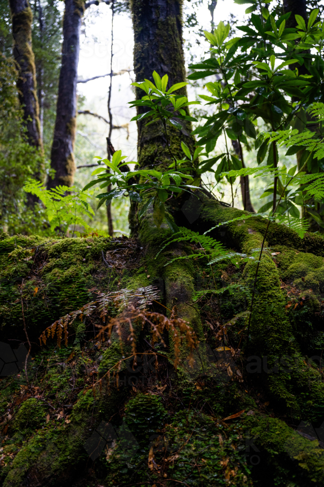 Mossy tree in the rainforest in Tasmania - Australian Stock Image
