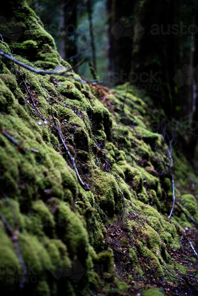 Mossy tree roots on the Montezuma Falls trail - Australian Stock Image