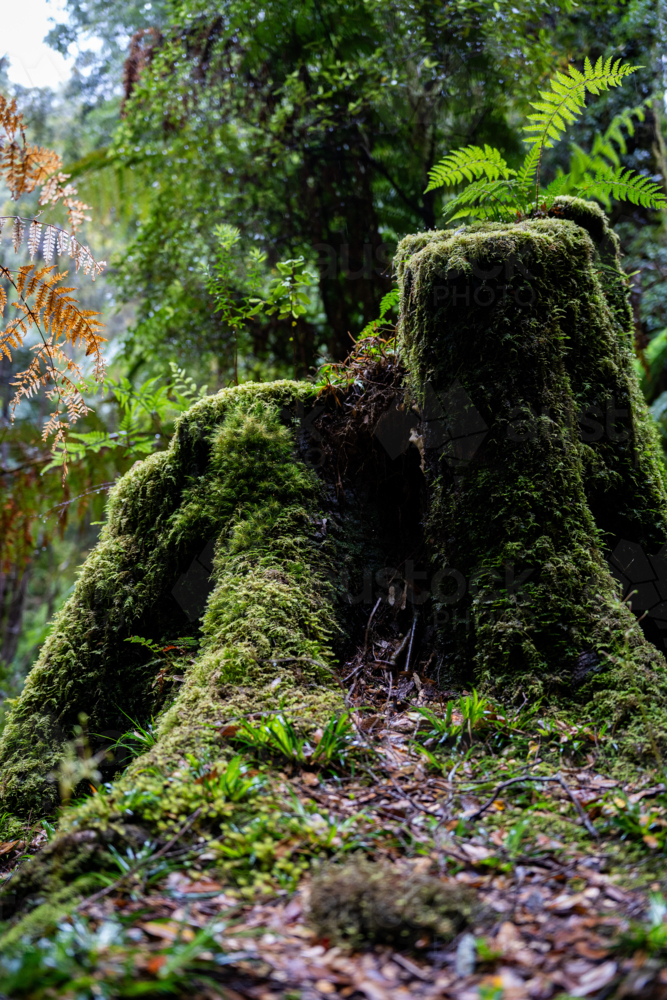 Mossy tree stump on Montezuma Falls trail - Australian Stock Image