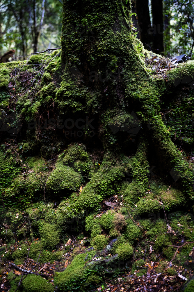 Mossy trees on the Montezuma Falls trail - Australian Stock Image