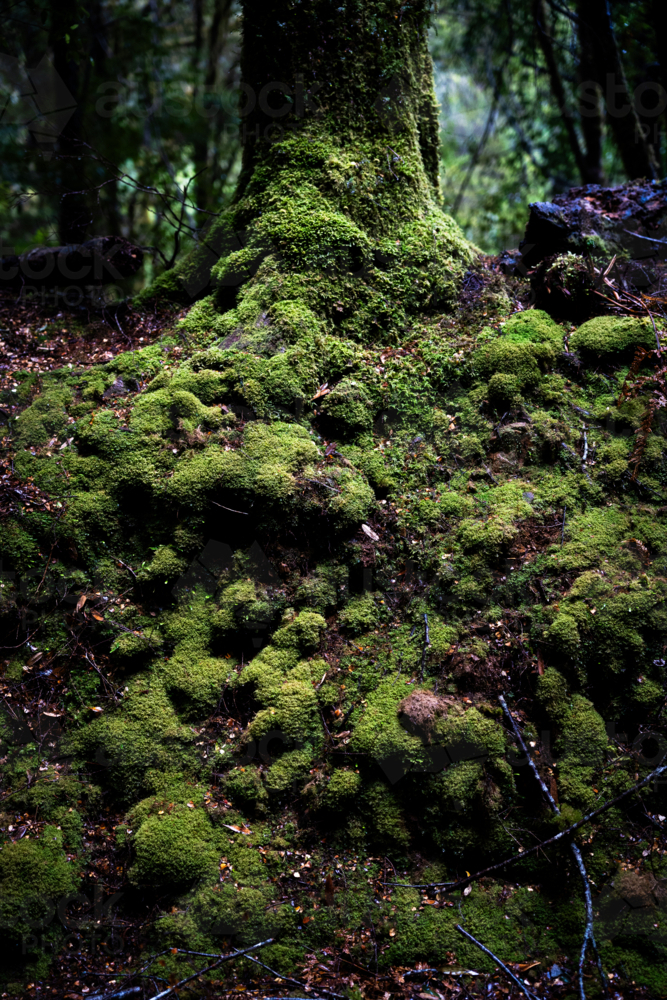 Mossy trees on the Montezuma Falls trail - Australian Stock Image