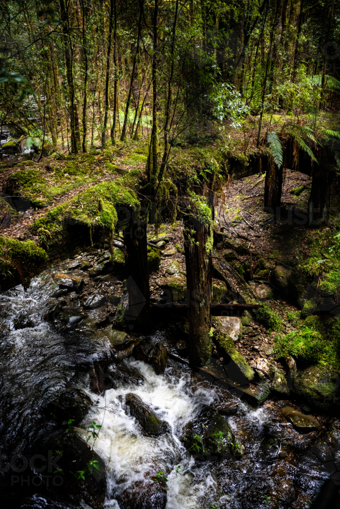 Mossy trees on the way to Montezuma Falls - Australian Stock Image