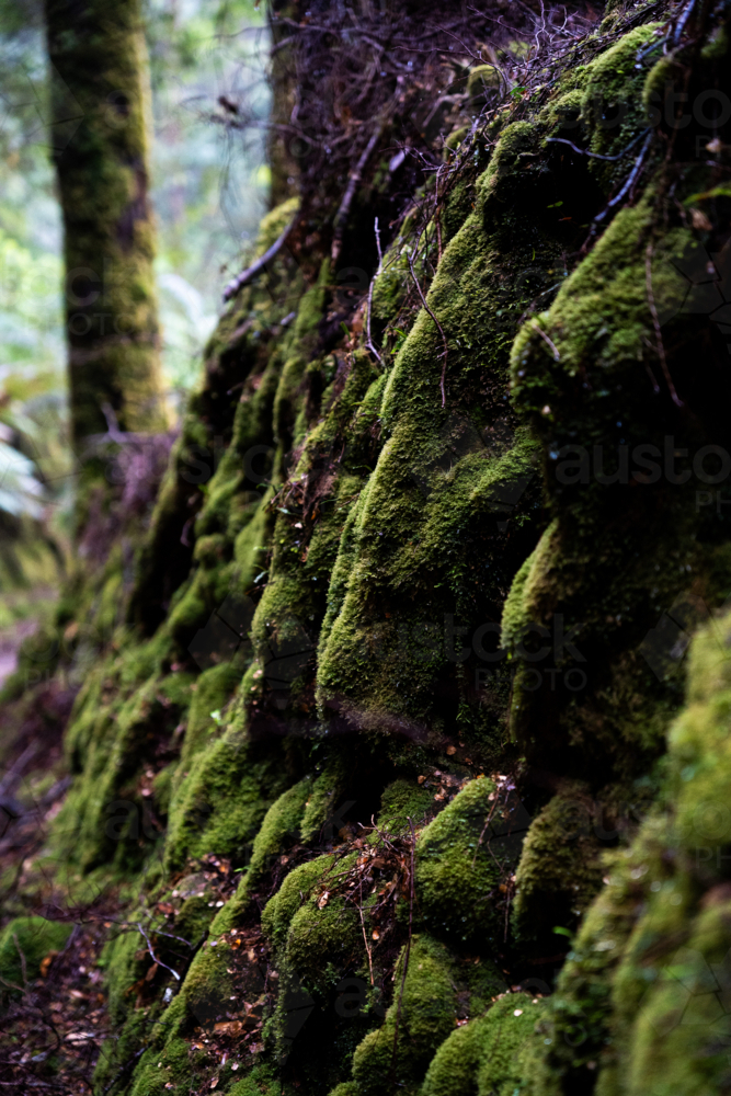 Mossy trees on the way to Montezuma Falls - Australian Stock Image