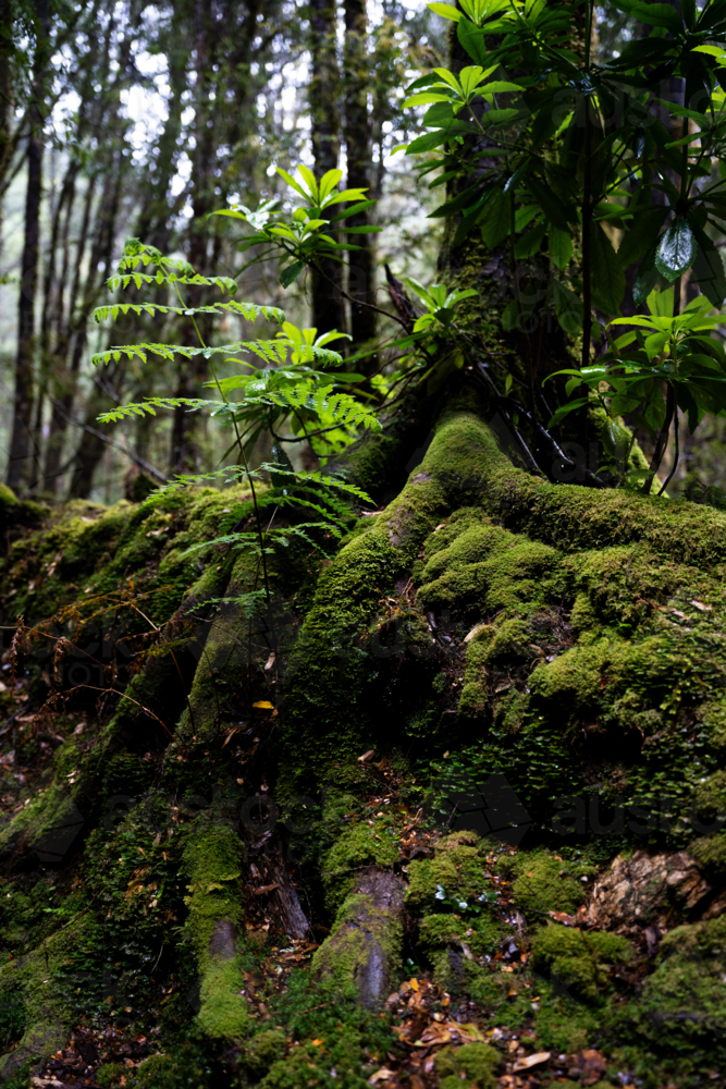 Mossy trees on the way to Montezuma Falls - Australian Stock Image