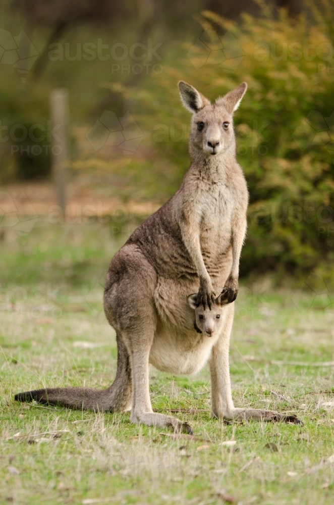 Mother and baby kangaroo in the wild - Australian Stock Image
